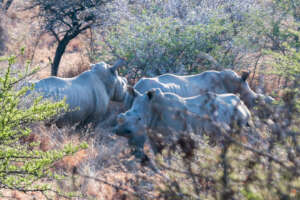 Rhino family, dehorned to prevent poaching.