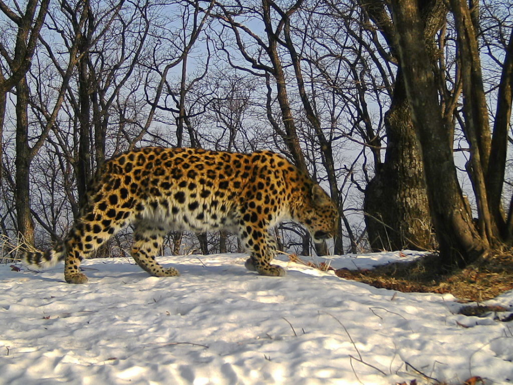Reports on Help Save rarest 100 Amur Leopards from Extinction
