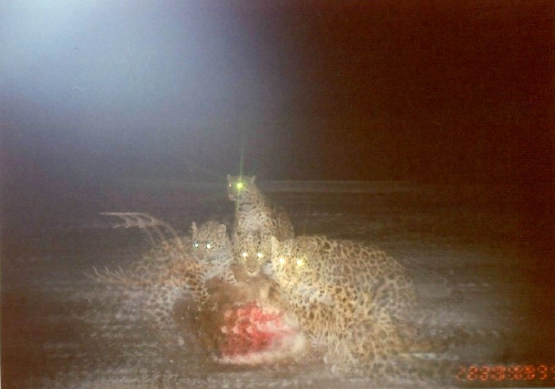 Reports on Help Save rarest 100 Amur Leopards from Extinction