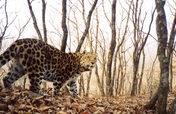 Help Save rarest 100 Amur Leopards from Extinction