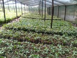 Recycling plastic to oil,cobblestones, plant trees