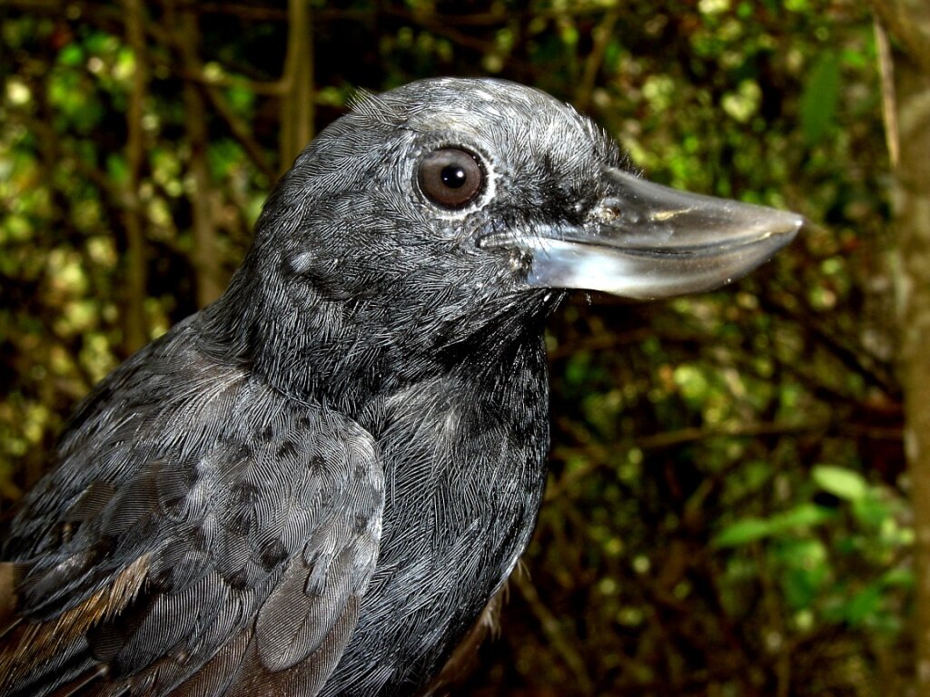 Recurve-billed bushbird (endangered)