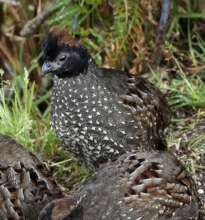 Black-Fronted Wood-Quail (Vulnerable)