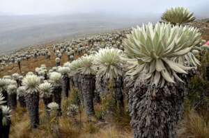 Frailejones