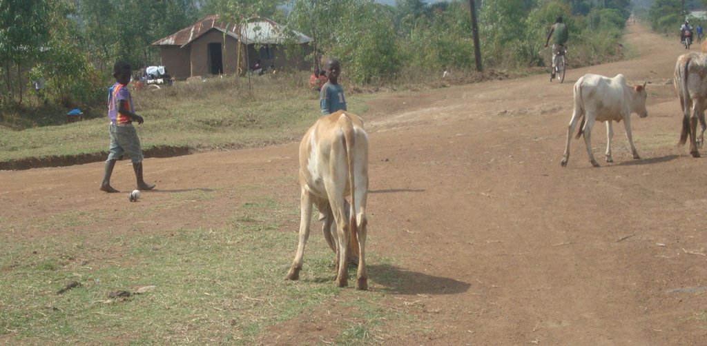 enable 500 kenyan orphans get education and meals