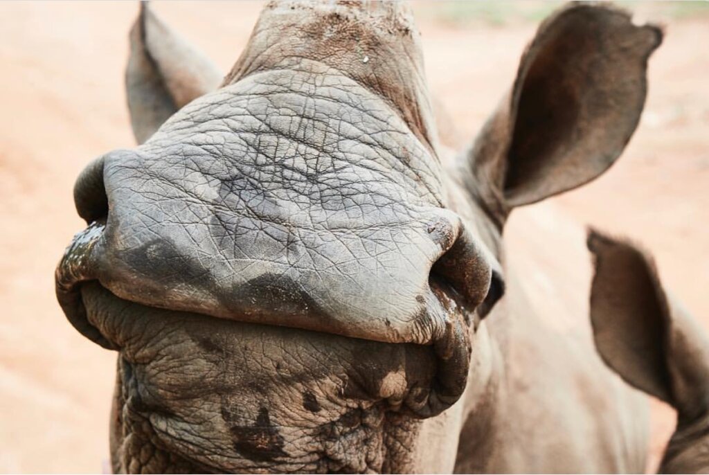 Care for Wild Giving Tuesday