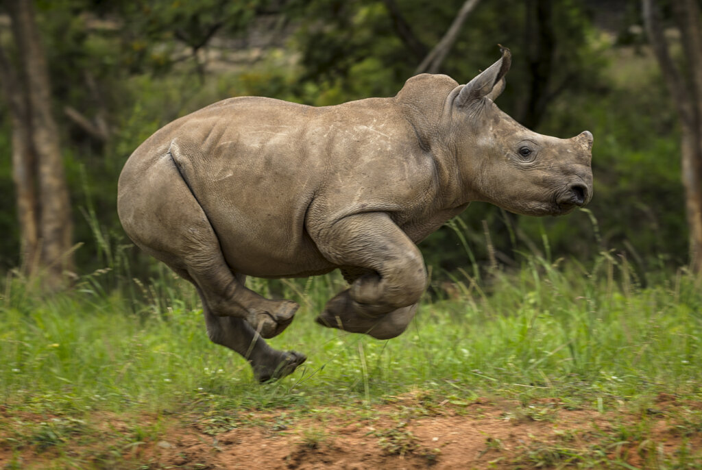 Care for Wild Giving Tuesday