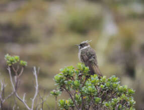 Critically Endangered Blue-bearded Helmetcrest