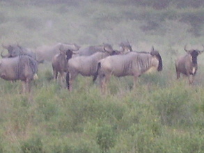 Wildlife conservation is a must in Africa!