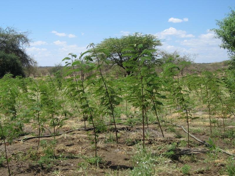 Reverse Deserts Through Community Transformation