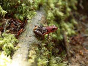 Vulnerable Andean poison frog, eggs on back, Anori