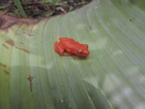 Pristimantis jaguensis, endemic, Anori Wetland