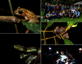 Frogs and researchers at our training course