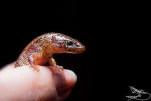 Werner largescale lizard, endemic, training course