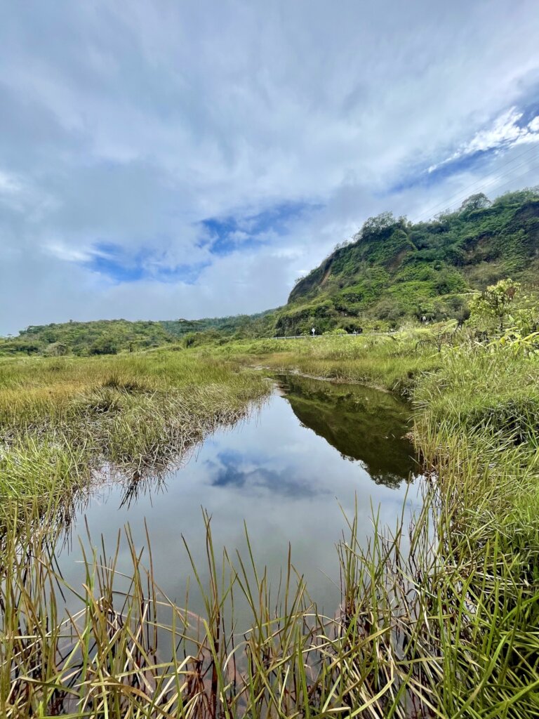 Saving a Critical Wetland for Endangered Frogs