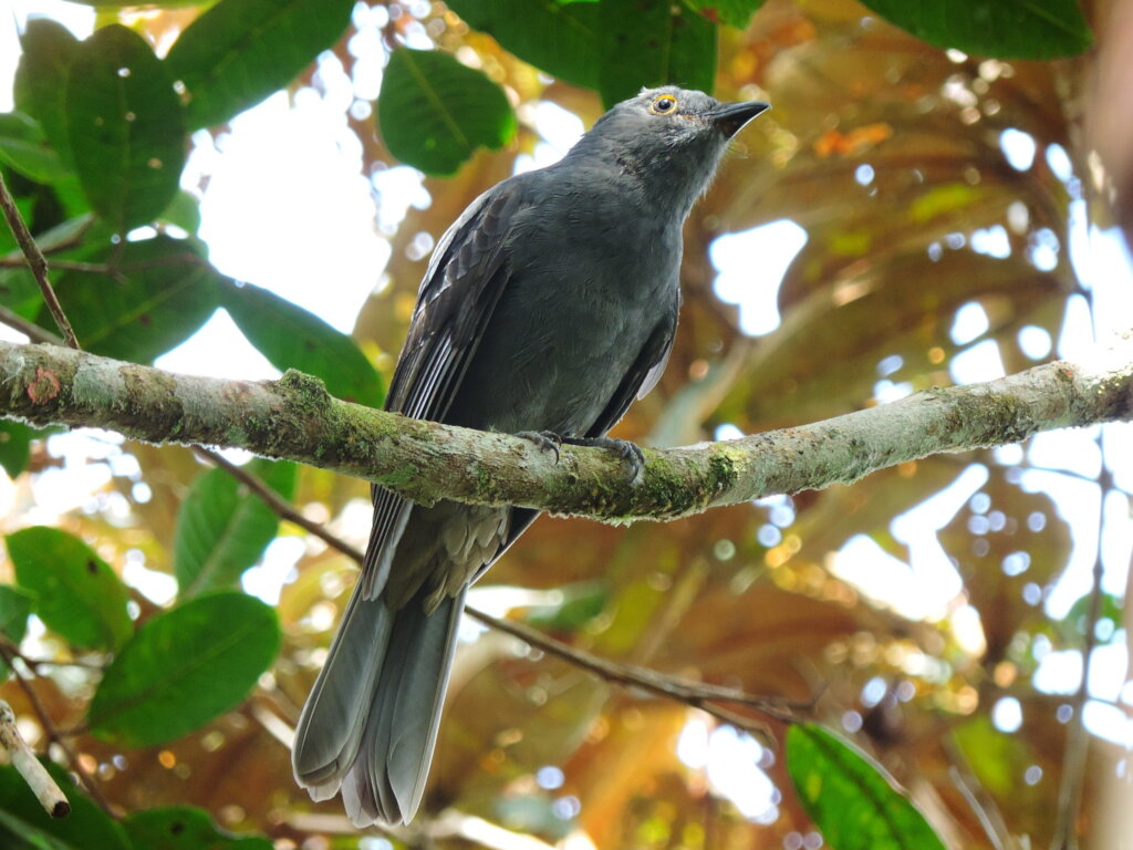 Saving a Critical Wetland for Endangered Frogs