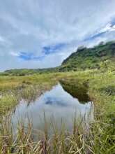 Wetland needing to be restored