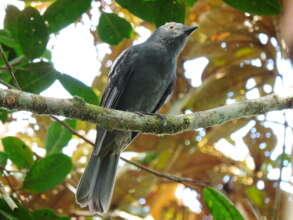 Chestnut capped piha - Critically Endangered