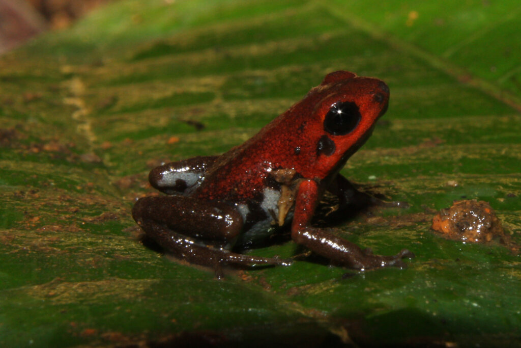 Saving a Critical Wetland for Endangered Frogs