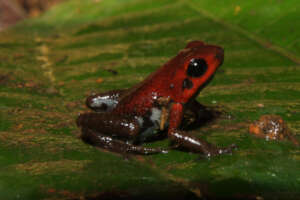 Saving a Critical Wetland for Endangered Frogs