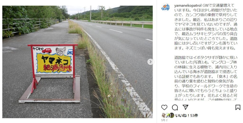 Protect the Iriomote Wildcat from Accidents