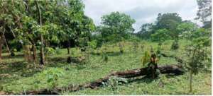 Example of a forested area