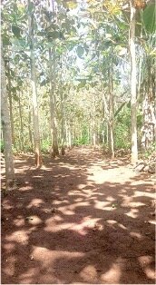 A Fire Path created inside the forest