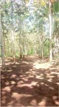 A Fire Path created inside the forest