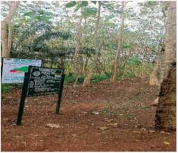An example of a fire path to prevent forest fires