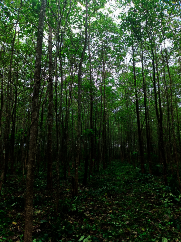 Our beloved forest