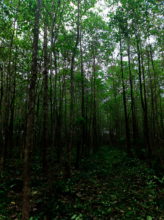 Our beloved forest