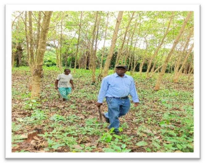 Workers in the planted forest