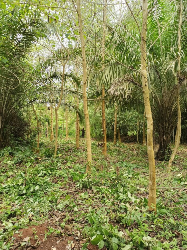 Trees for Peace