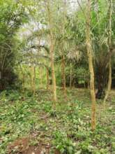 A small part of our forest