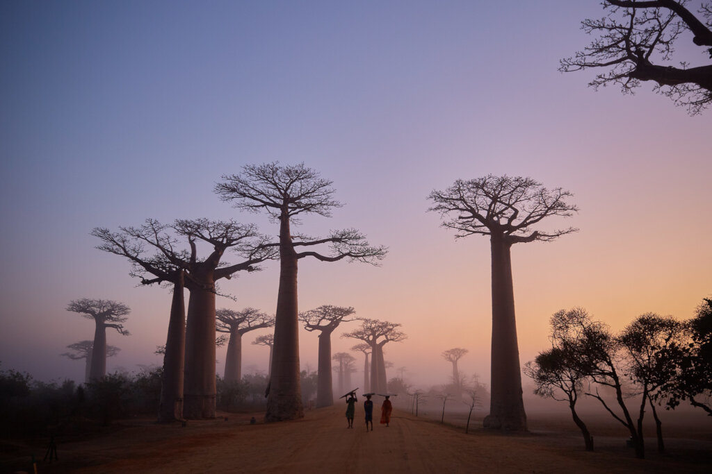 Bicycles for 6 Women Saving Baobabs in Madagascar