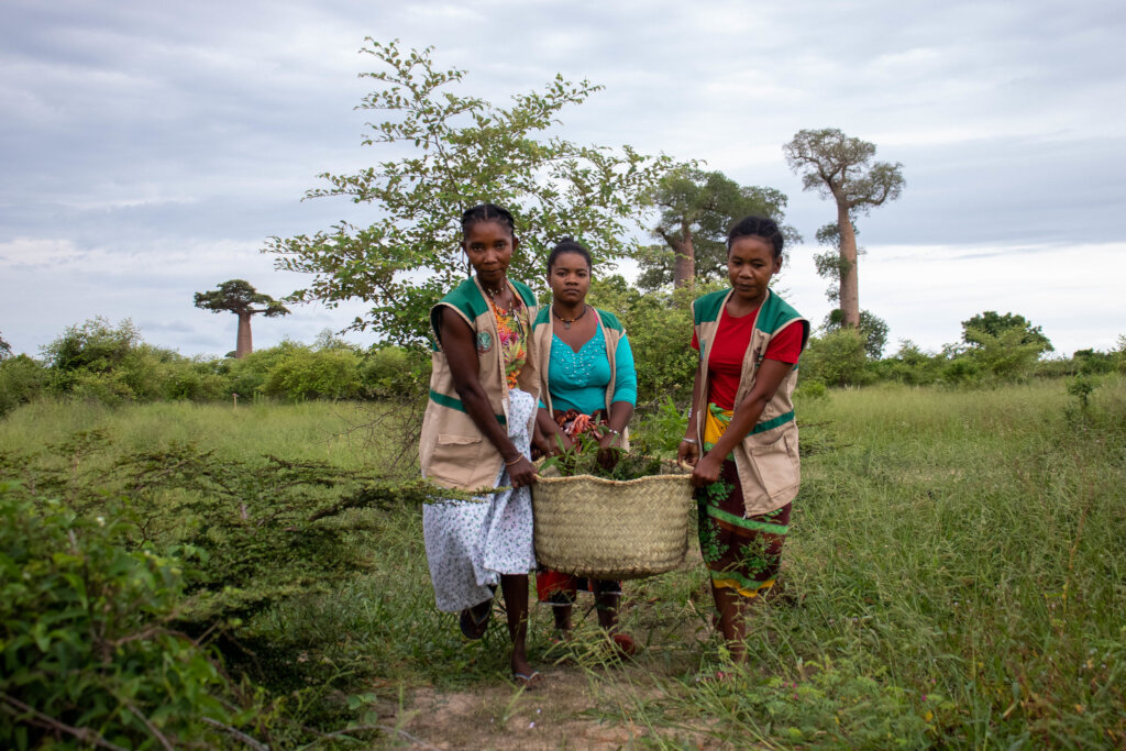 Bicycles for 6 Women Saving Baobabs in Madagascar