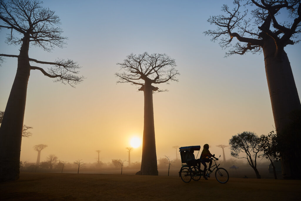 Bicycles for 6 Women Saving Baobabs in Madagascar