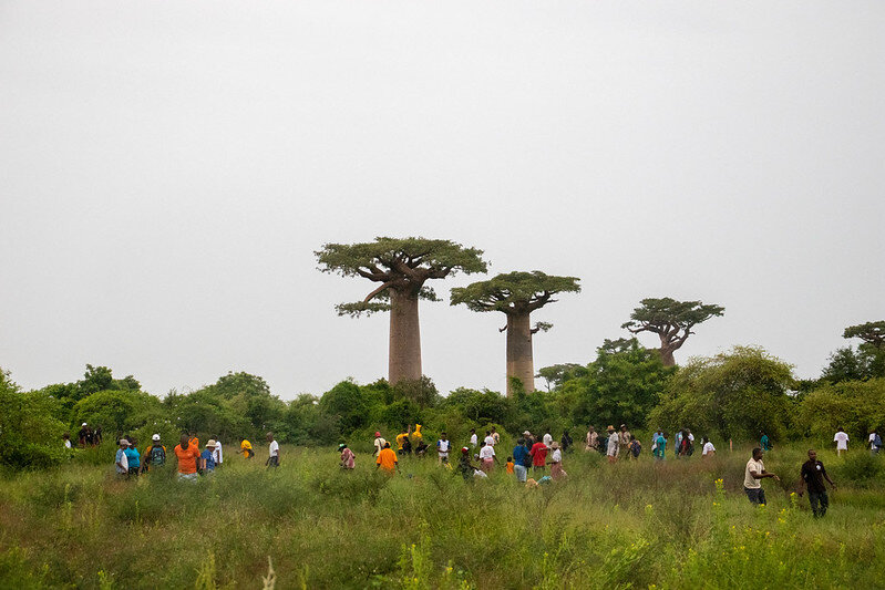 Bicycles for 6 Women Saving Baobabs in Madagascar