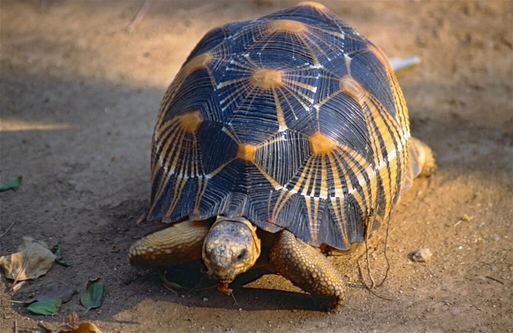Radiated tortoise. Credit: Bernard Dupont