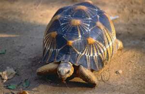 Radiated tortoise. Credit: Bernard Dupont