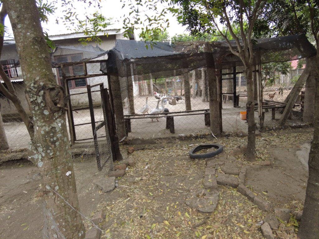 Feathers of Hope: Empowering by Poultry Farming