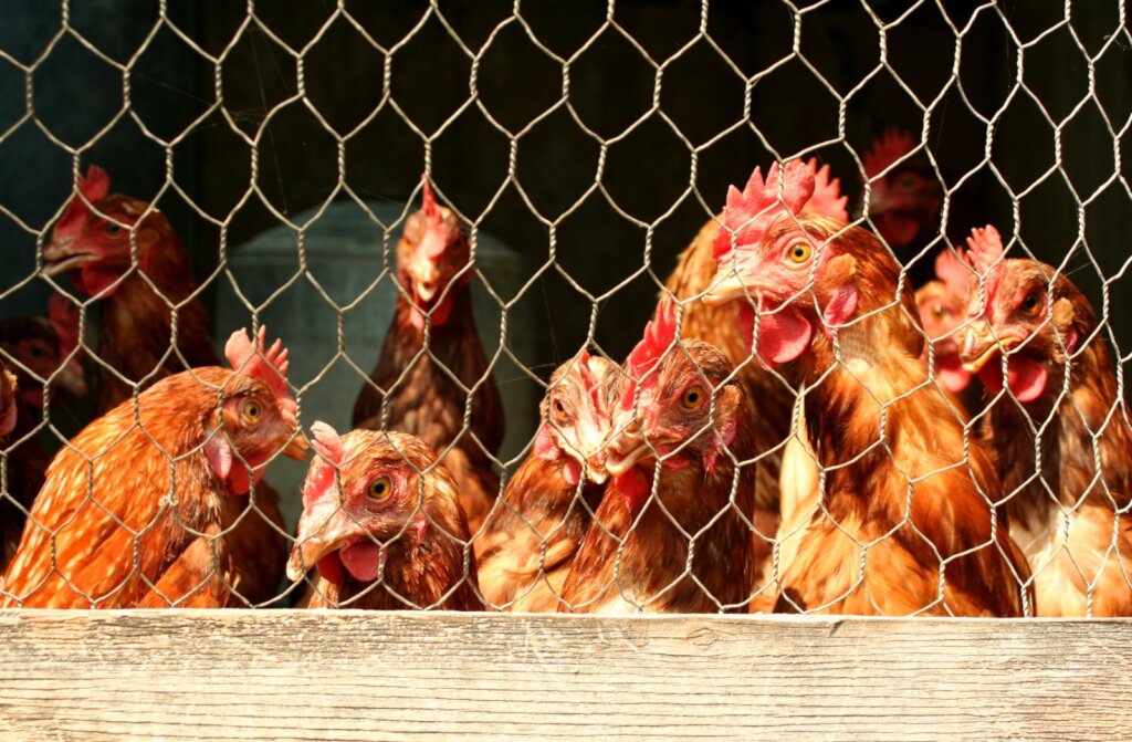 Feathers of Hope: Empowering by Poultry Farming