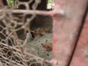 Our chicken coops before set up