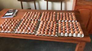 our eggs