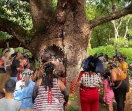 Sacred Mango Tree Festival