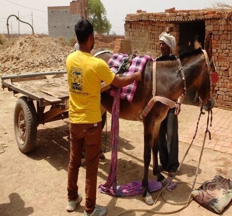 Give a Gift to Improve Working Animals' Lives