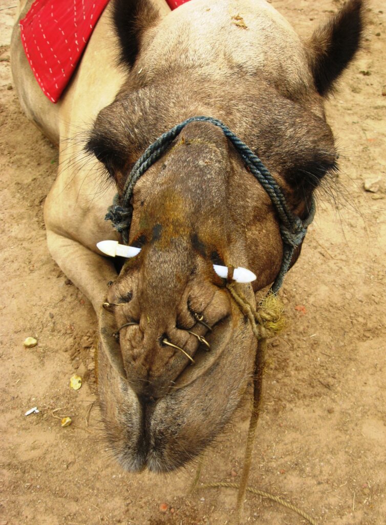 Give a Gift to Improve Working Animals' Lives