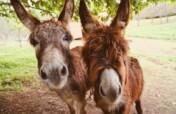 Give a Gift to Improve Working Animals' Lives