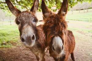 Give a Gift to Improve Working Animals' Lives