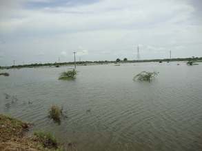 Rain water damages crops of Jati area